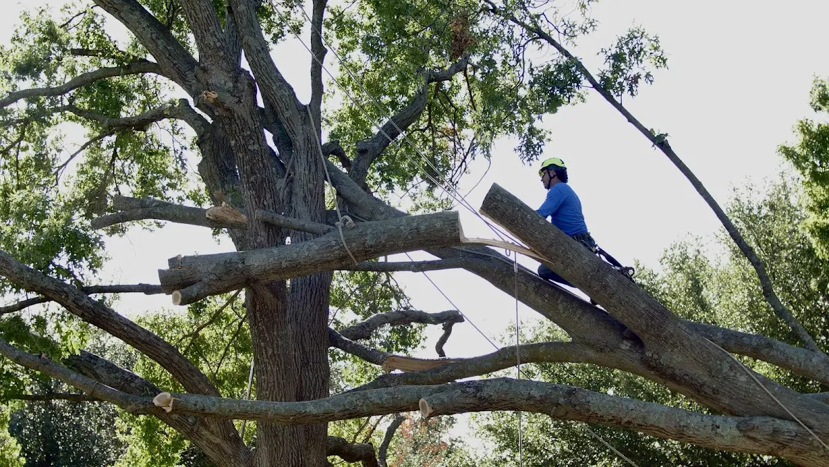 Professional Crown Thinning performed by certified arborists in Leominster