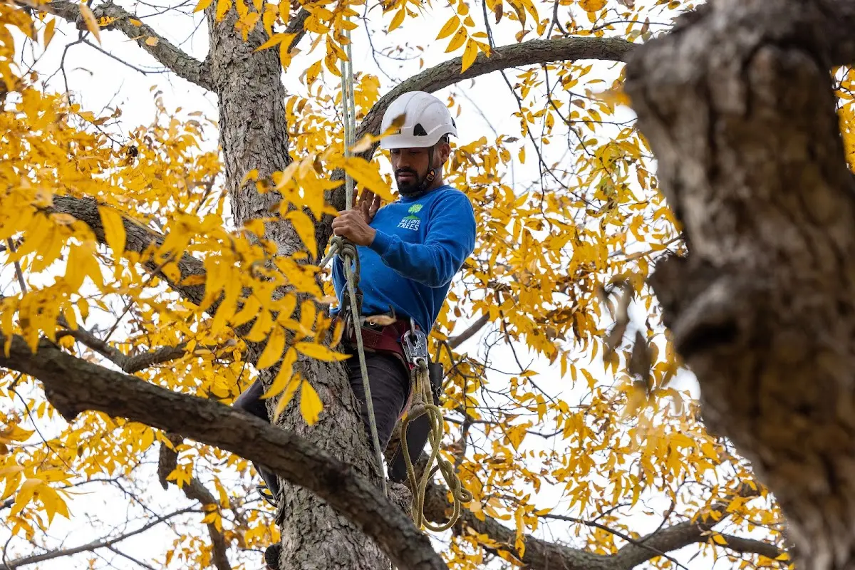 Skilled Tree Planing crew working in Leominster